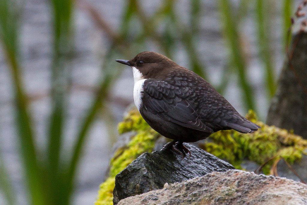 The national bird of Norway