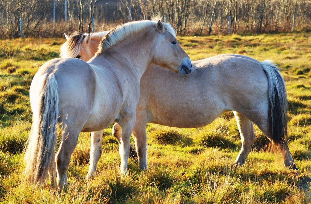 Norwegian Fjord Horse