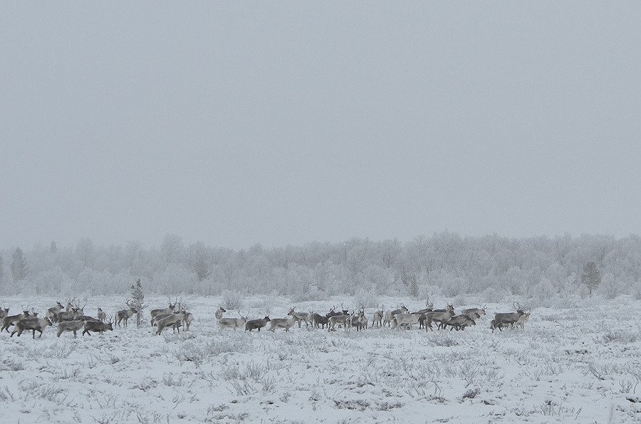 Semi-domestic reindeers in