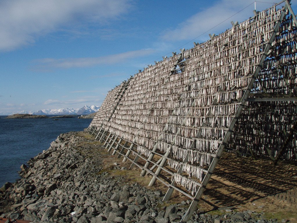 Racks of drying cod in Lofo