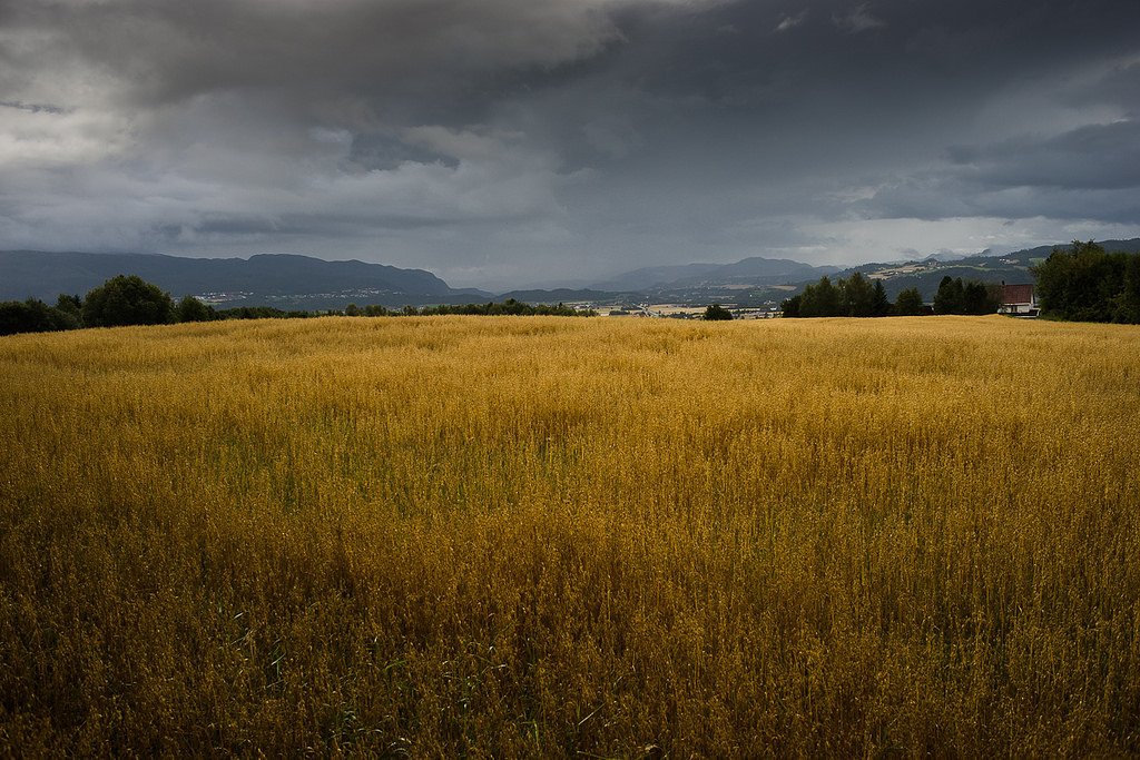 Fields of gold, Heimdal, No