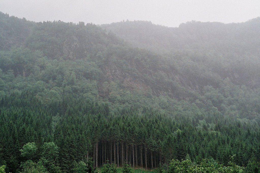 Forest in Norway (by <a hre