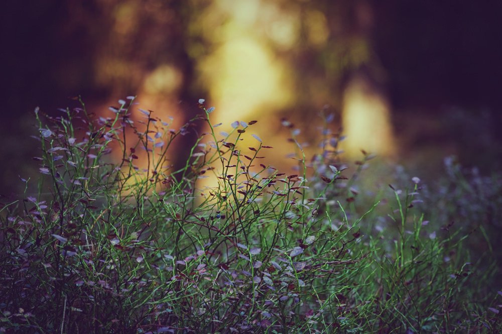 Sunset in the forest (by <a