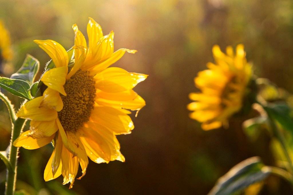 Yellow beauty