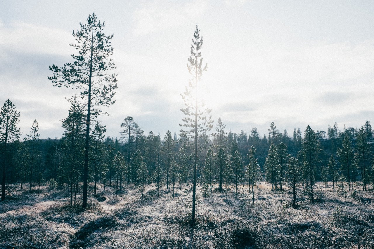 Frosted Woodland, Norway