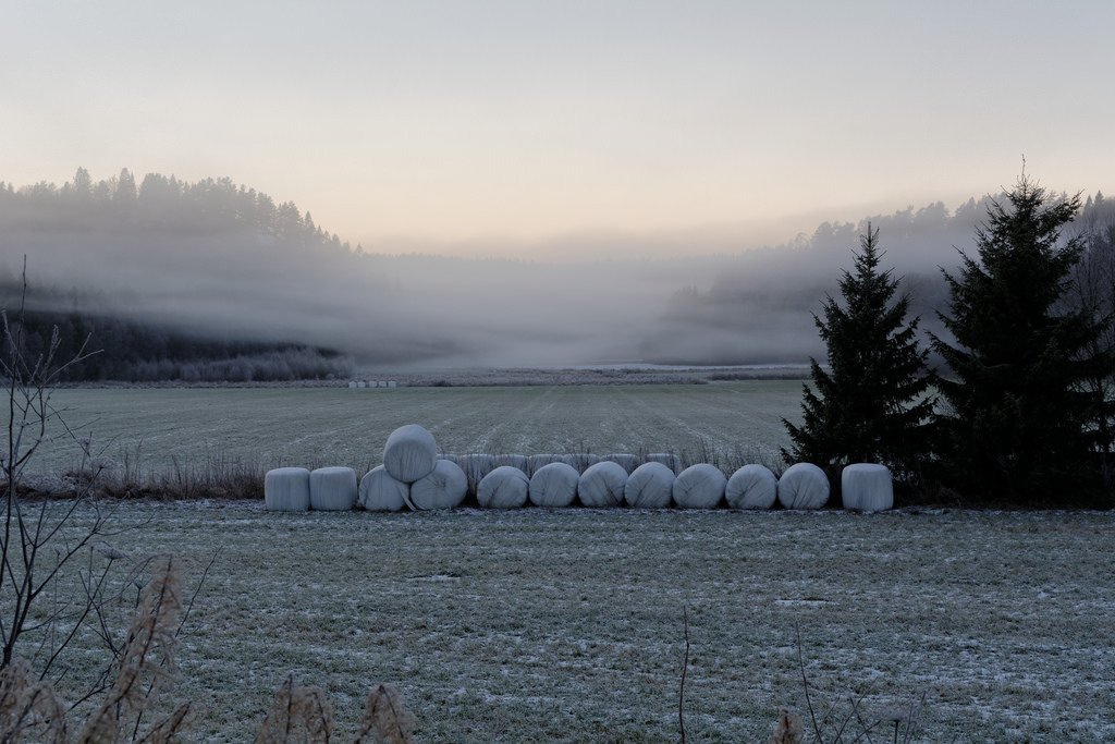 Mist through the trees (by