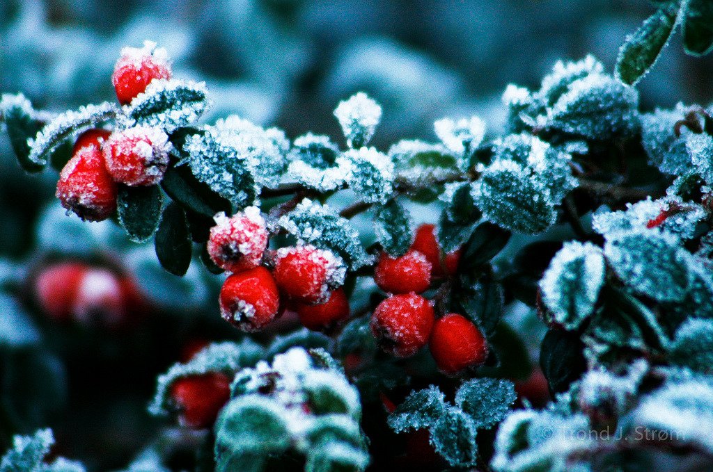 Red, Green, and Frost