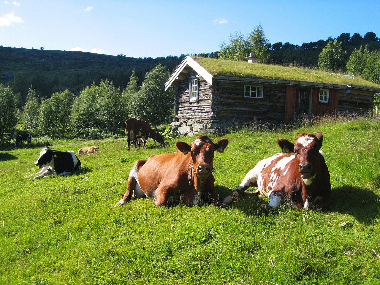 Happy Norwegian cows baskin