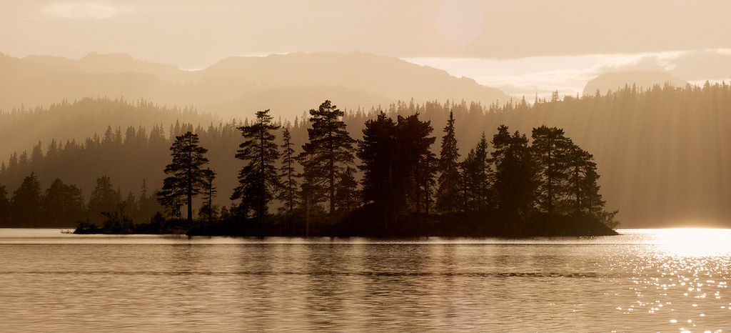 Golden rain by Øyvind Even
