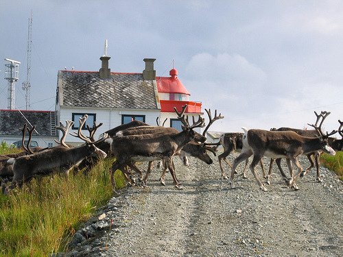 Reindeers at Torsvåg light