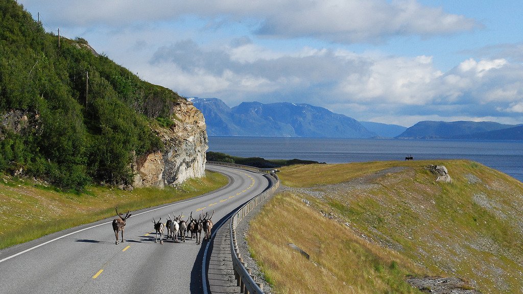 Reindeer at Alta Fjord by L