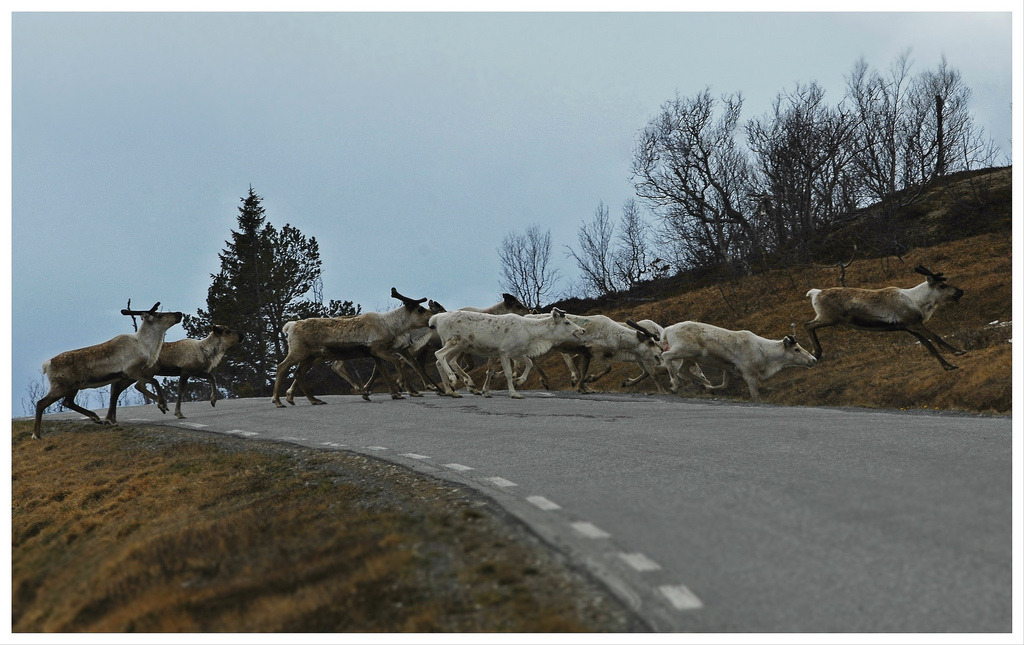 Run Rudolph Run…&hel