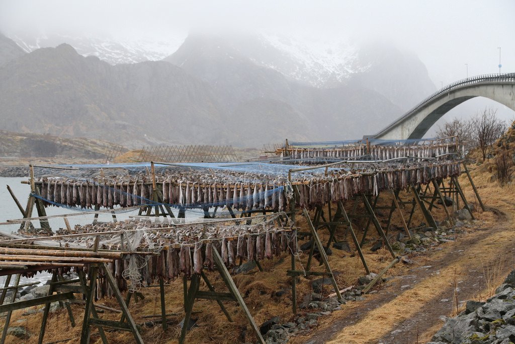 Stockfish drying area by ma