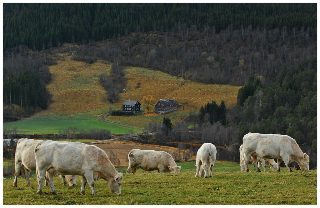 charolais (1) by KvikneFoto