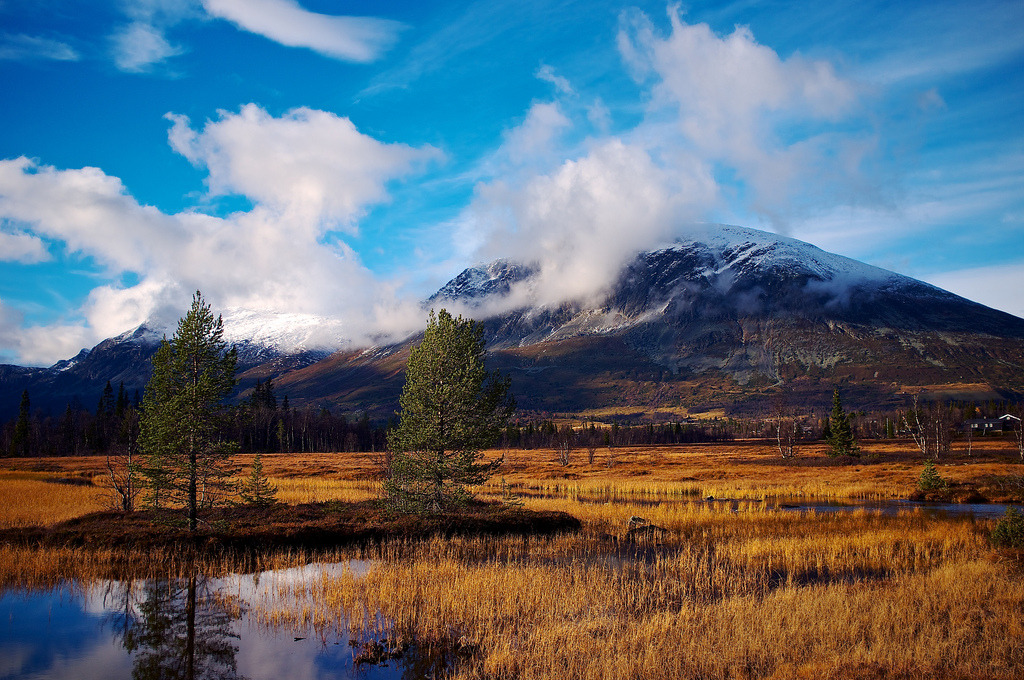 Skogshorn by Kjell-Arne