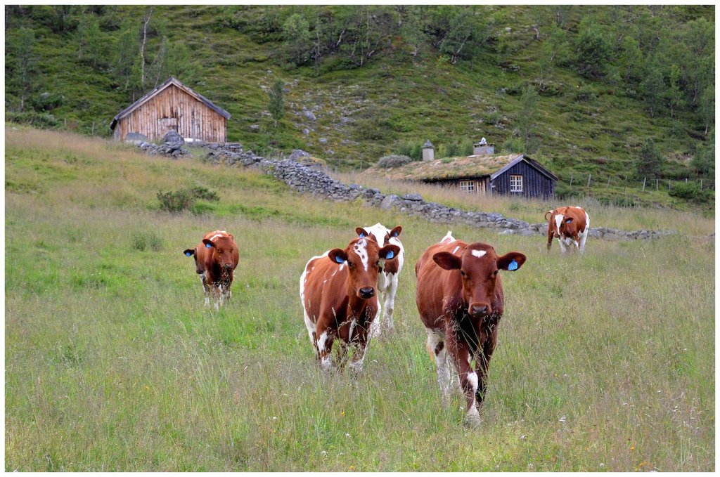 fra Vinstradalen, Oppdal (6