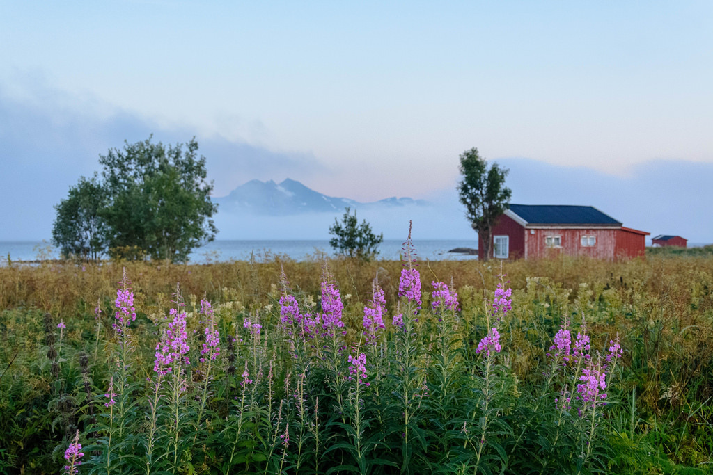 Fog in the evening by Terje