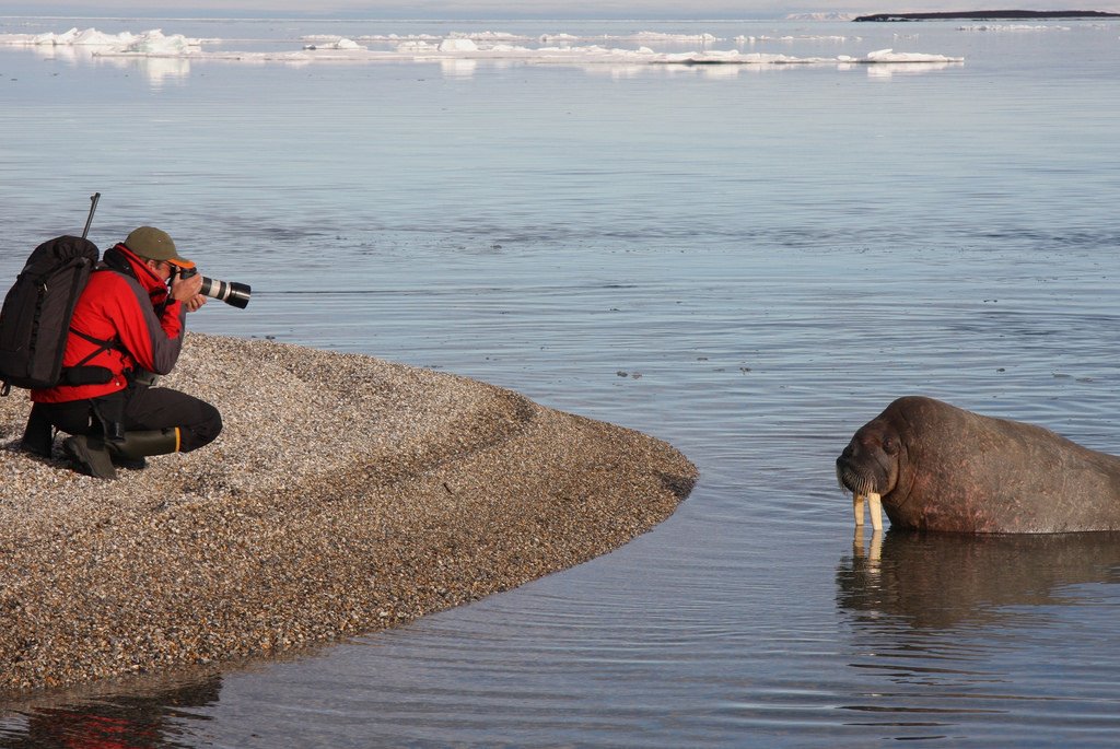 Henrick and the Walrus by D