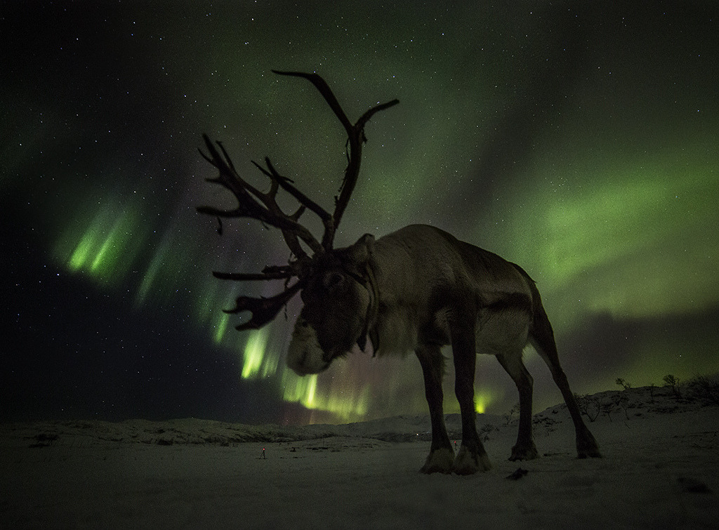 Aurora reindeer by Thorbjø