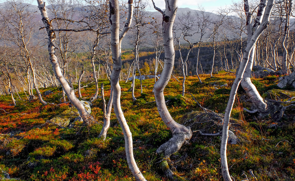 Mountain birches, Romsdal,