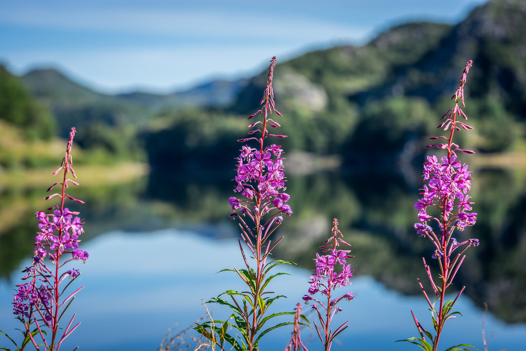 Fireweed by Richard Larssen