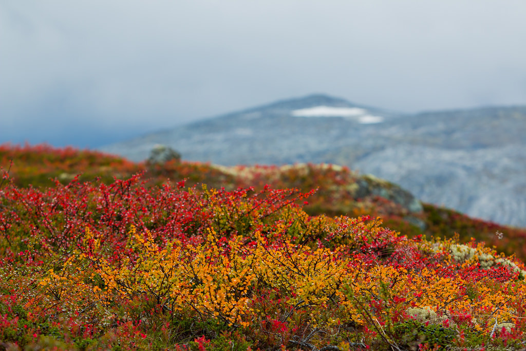 Autumn are here by Ole Erik