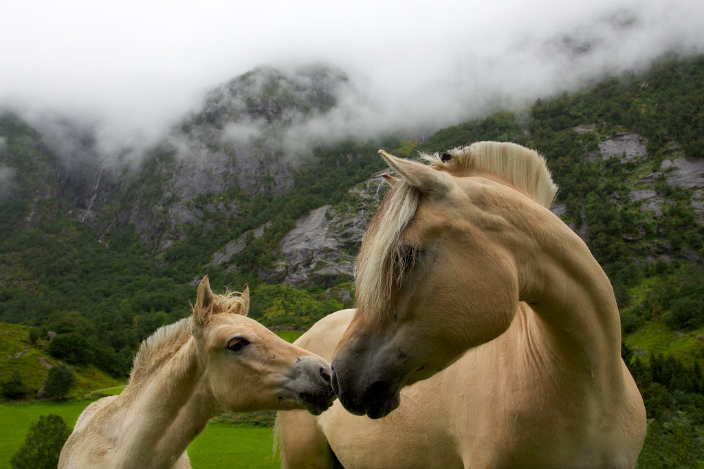 Horses in Hardanger by Kris