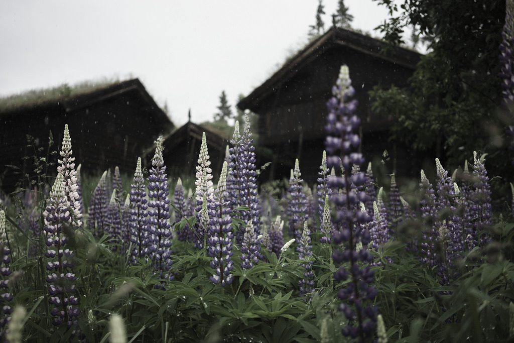 Norway in early July 2015 b