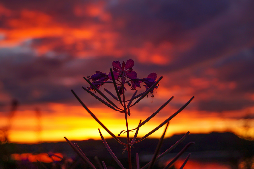 Flower in sundown by kranke