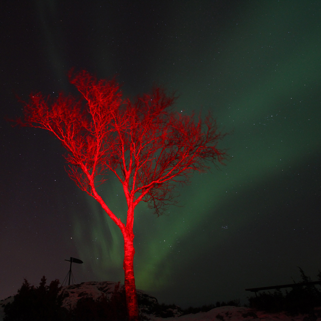 Nordlys Ålesund (Aurora bo