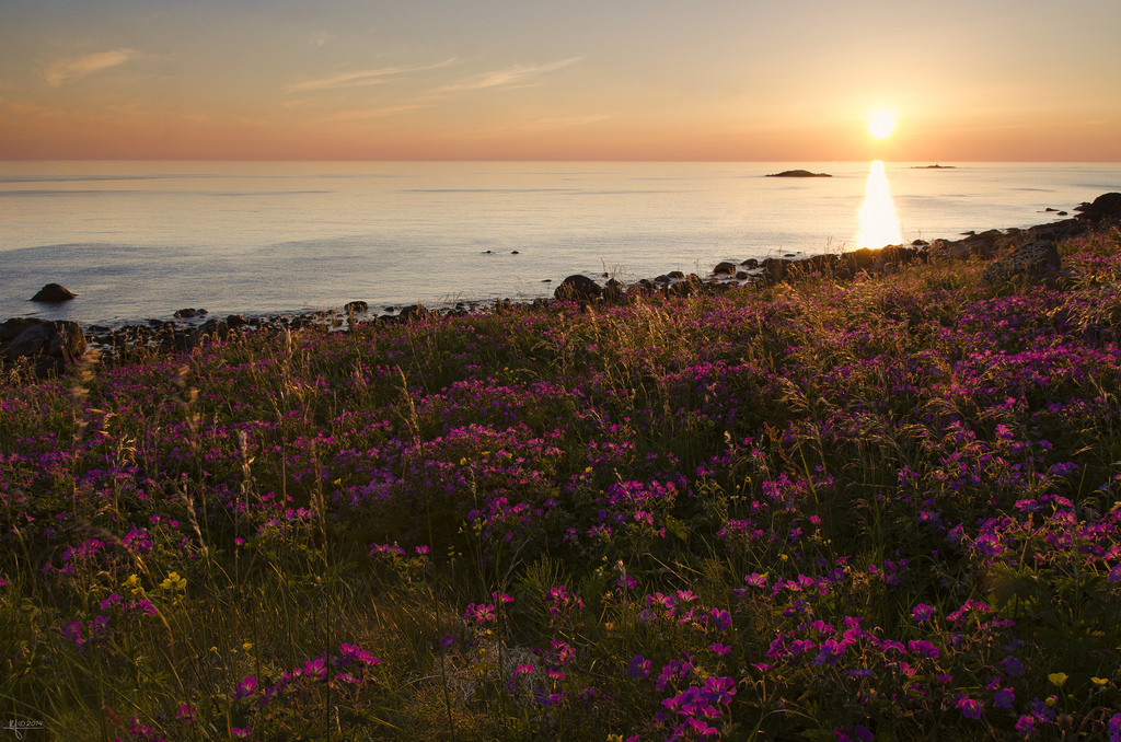 Nykvåg midnight sun by Ron