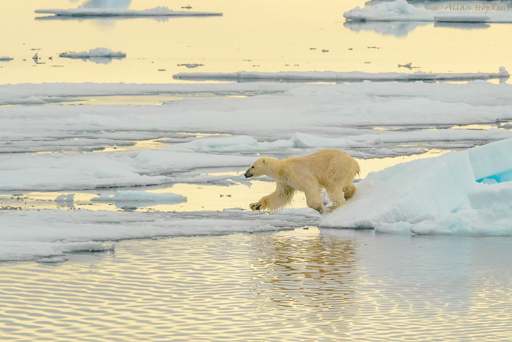 Polar Bear (Ursus maritimus