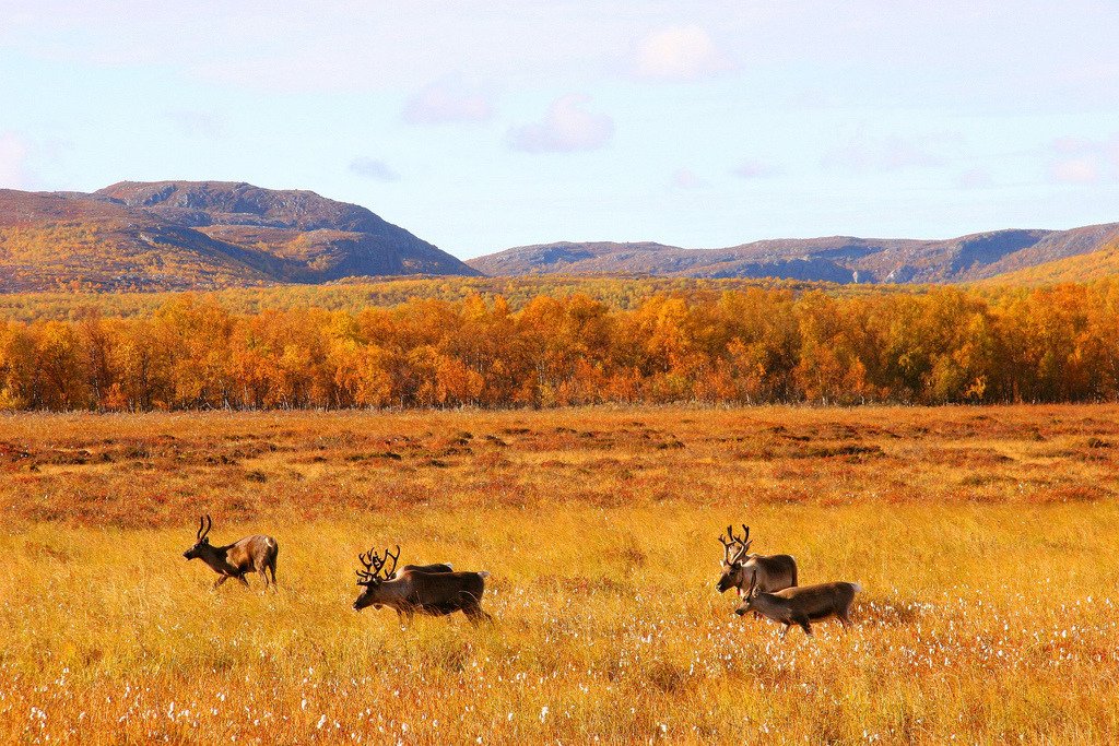 Reindeer in September-Arcti