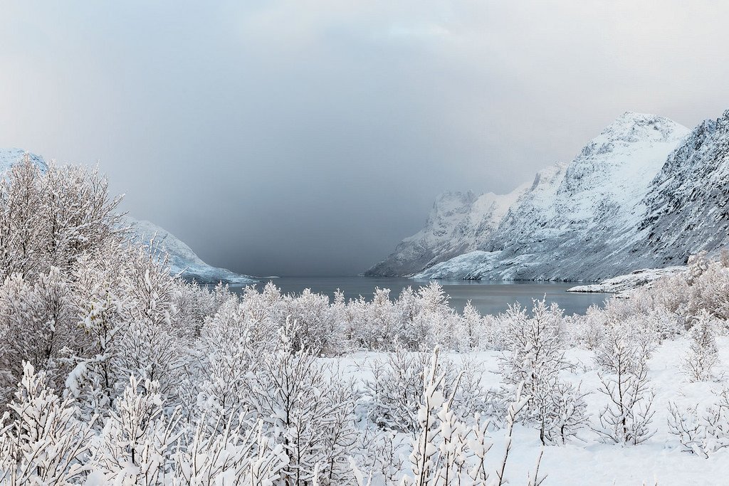 More Snow Coming | Ersfjord