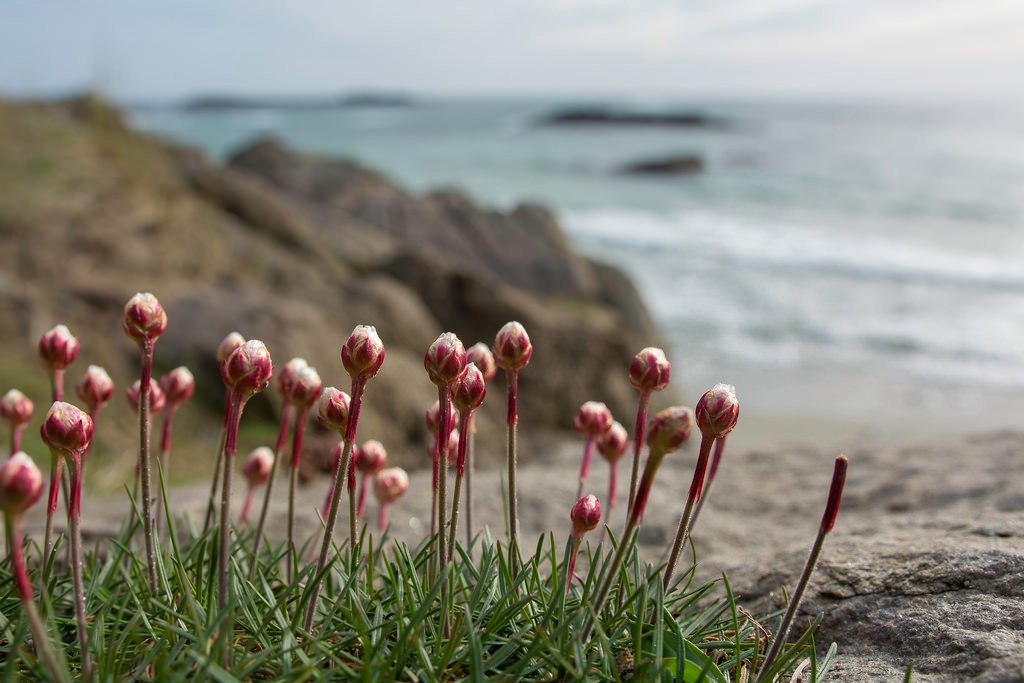 Sea thrift is coming! by ~R