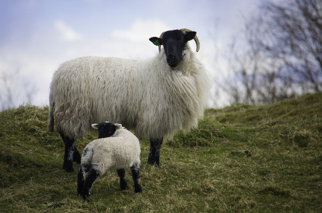 Fine wool by ~Ranveig Marie
