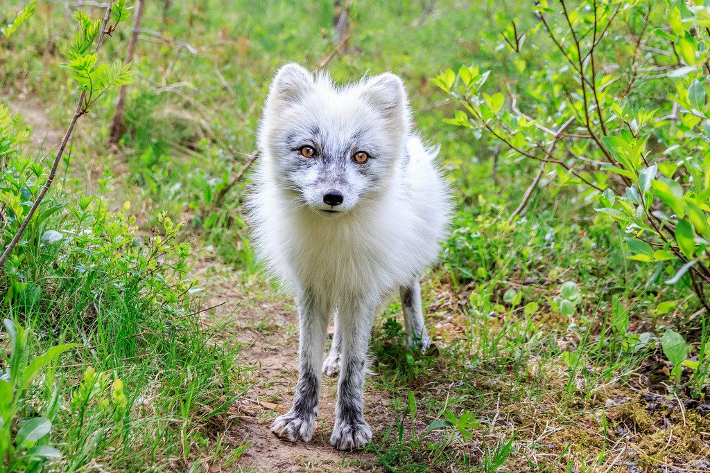 Arctic fox by Frode…