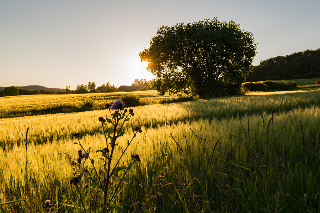 Field of Gold by Bjørn-Kri