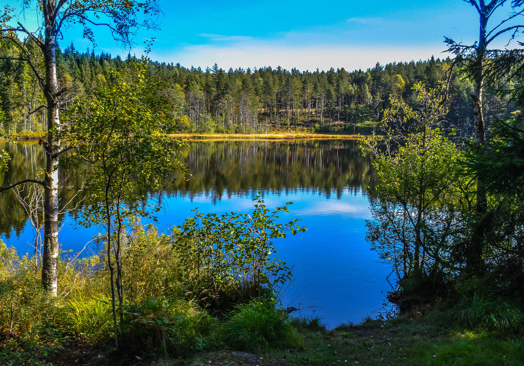 Forest Lake by bjorbrei Kri