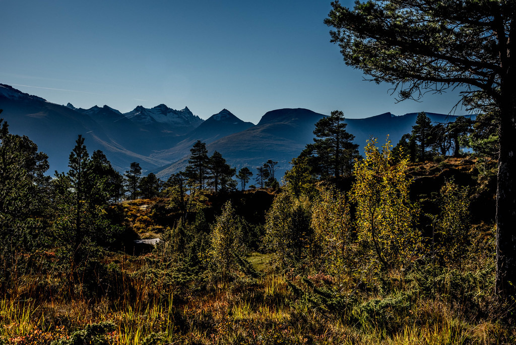 Fall by fredØie3 Sula Moun