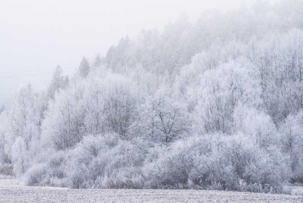 Frost and fog, Hølen, Norw