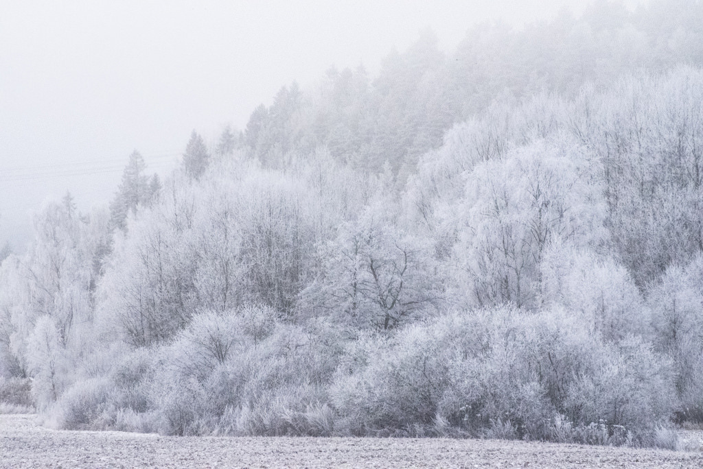 Frost and fog, Hølen, Norw