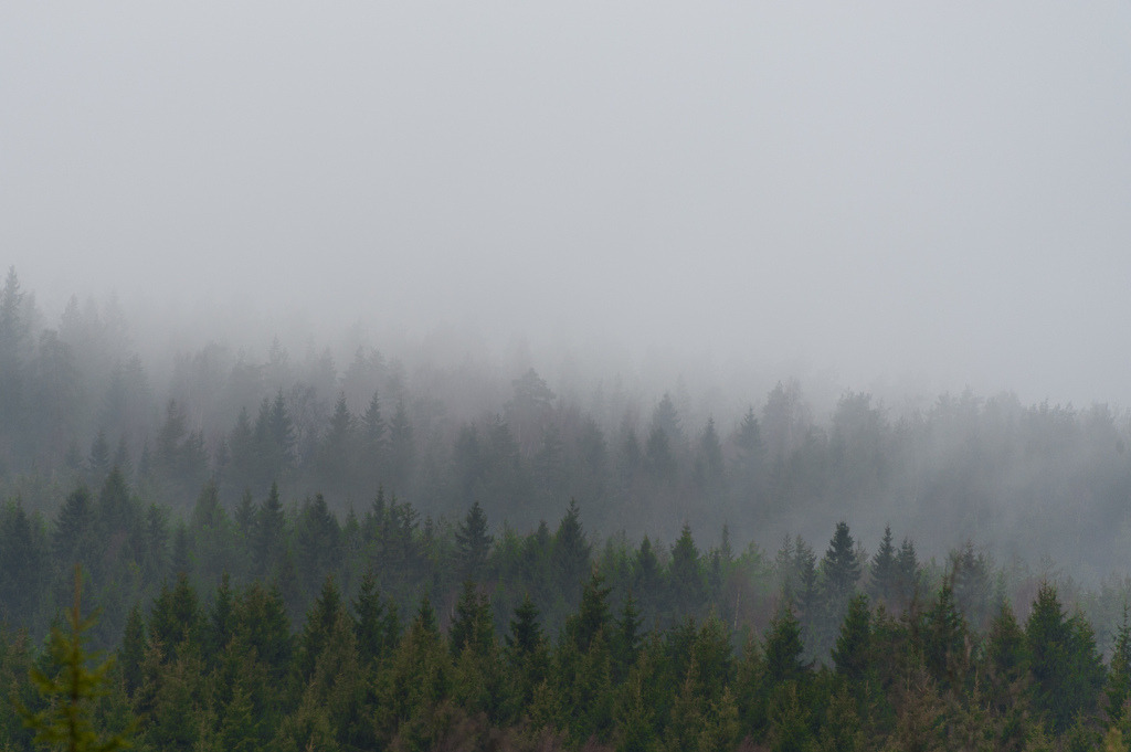 Sognsvann trees by Chris Se
