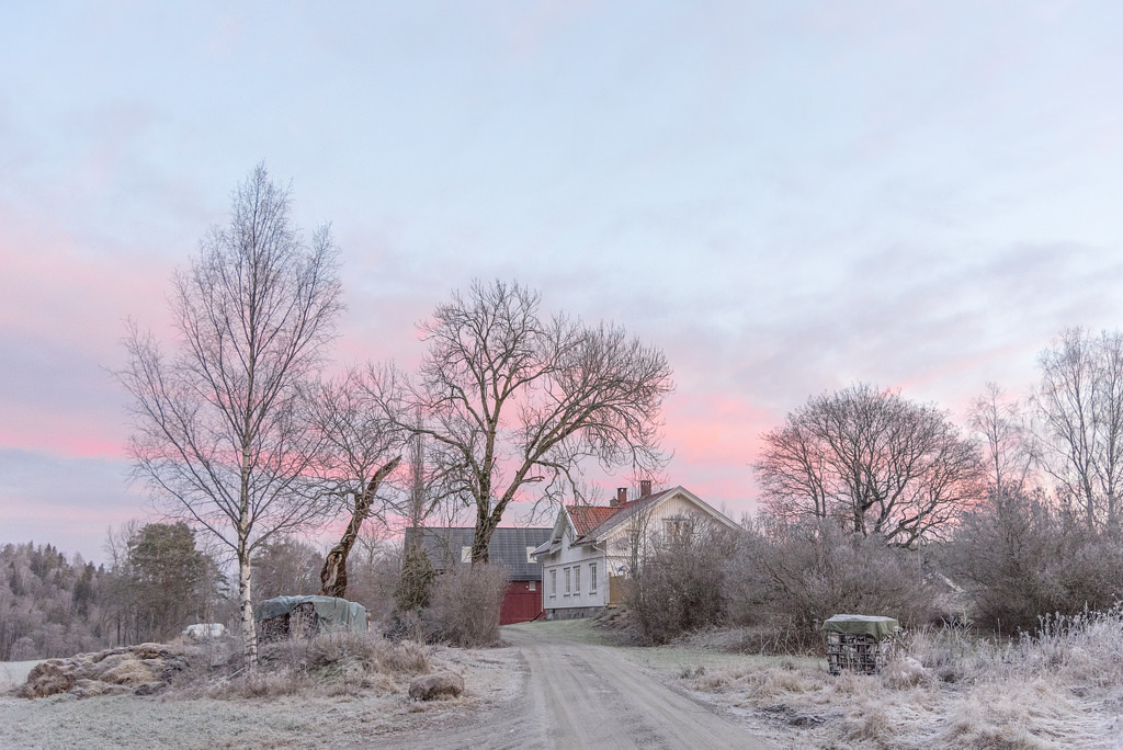 Morning in pastel and frost