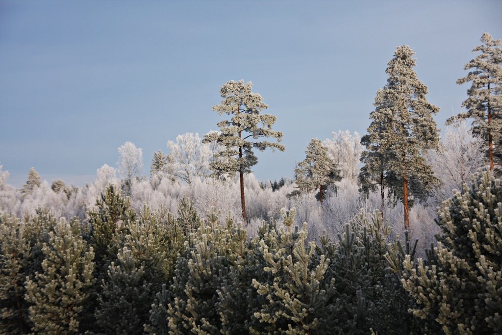 Trær / Trees by Inger Bjø