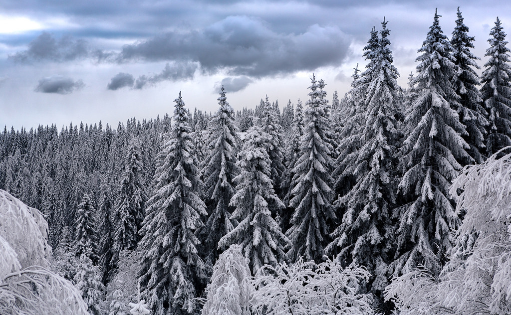 White Forest by abdurj Fore