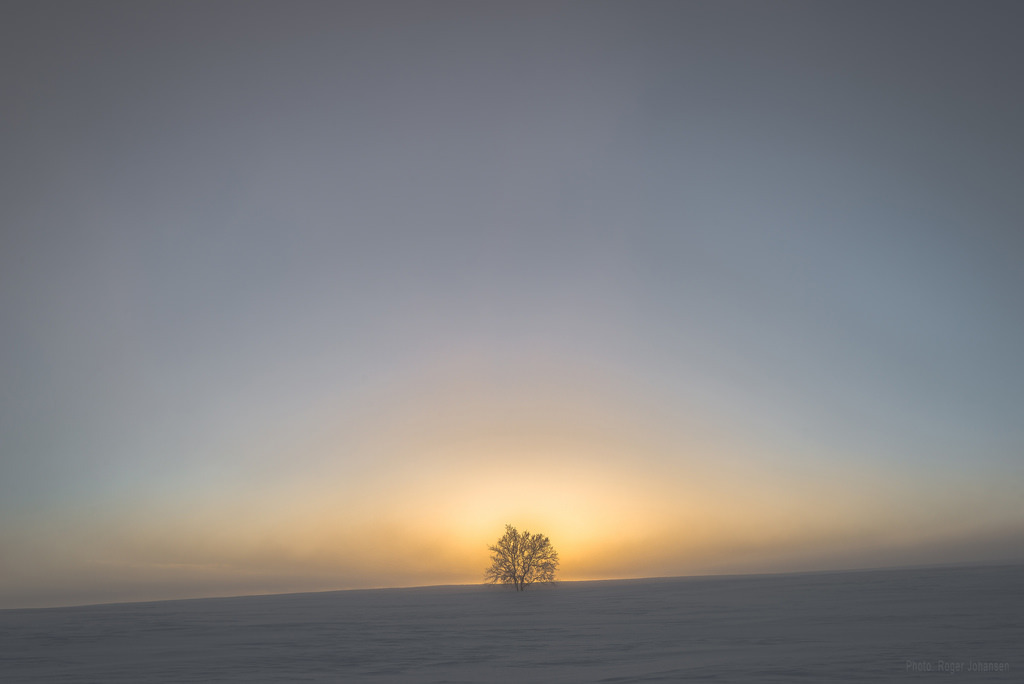 Tree in the sunset by johan