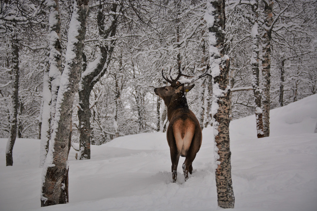 Snow meets wild deer (Troms