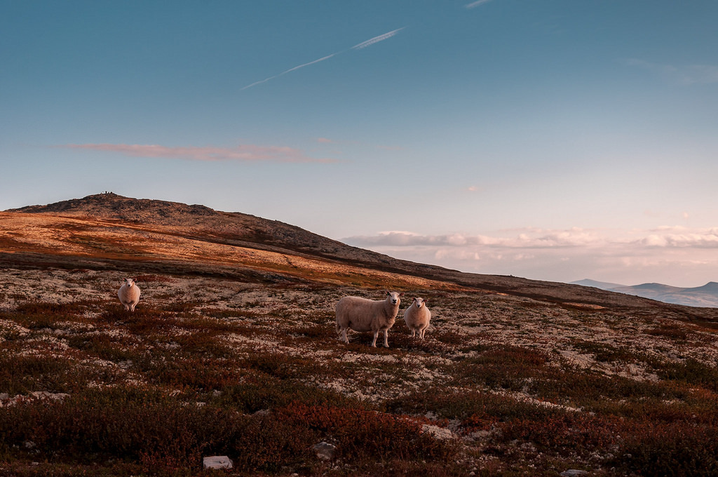 Three-stooges by Niels Moes