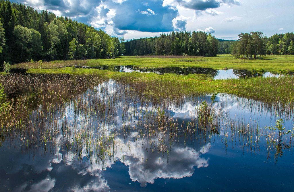 Forest Wetland 2 by bjorbre